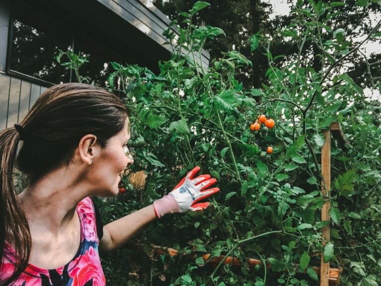 Old kitchen garden tomato plants