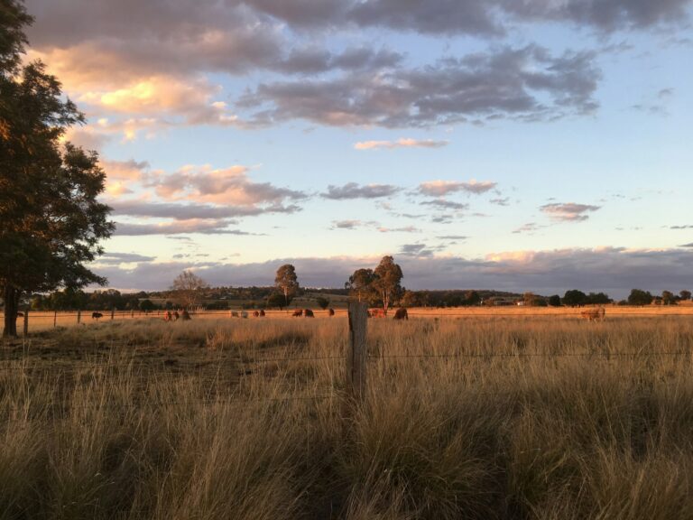 Vintage australian soldiers western australia emu flock farmland