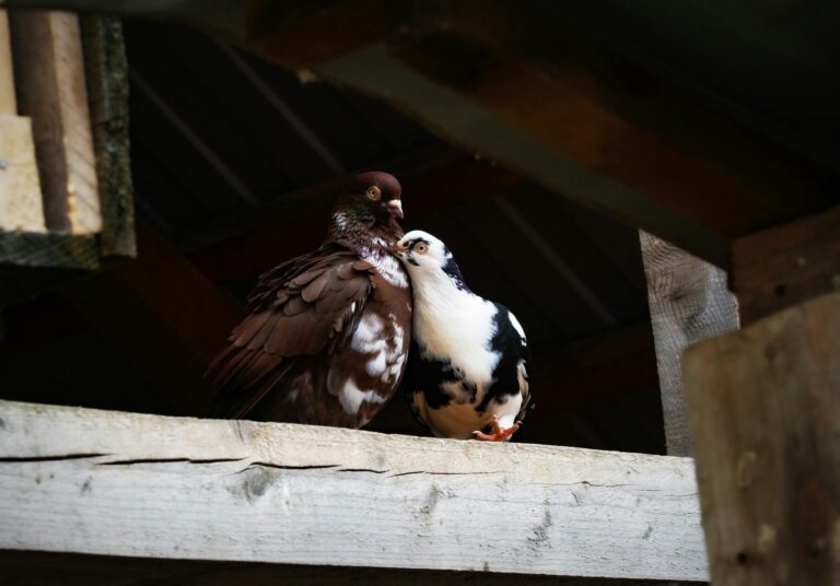 Pigeon loft wooden boxes