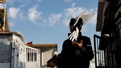How carrier pigeons built an ancient wireless network long before radio