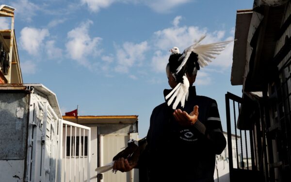 How carrier pigeons built an ancient wireless network long before radio