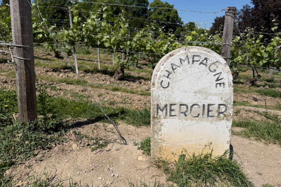 Old champagne vineyard