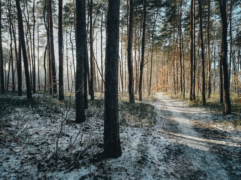 Former iron curtain hiking trail forest cold war