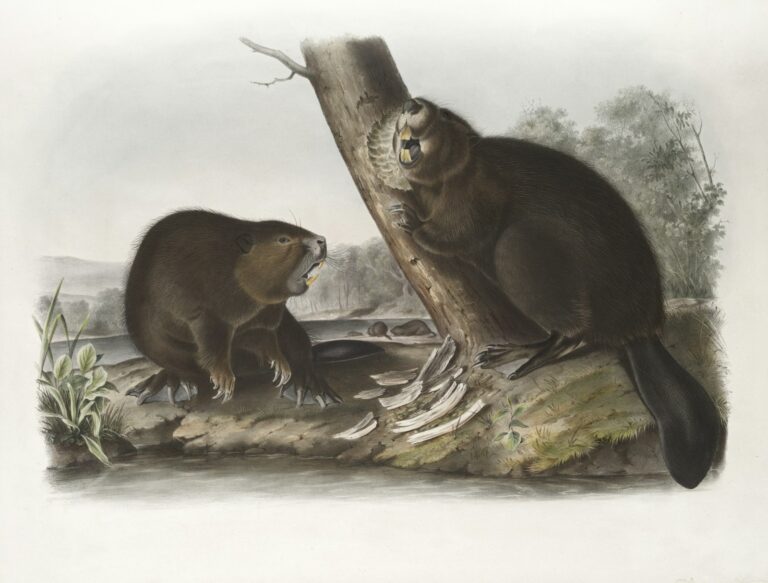Old beaver fur