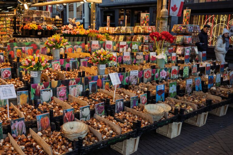 Tulip bulbs antique