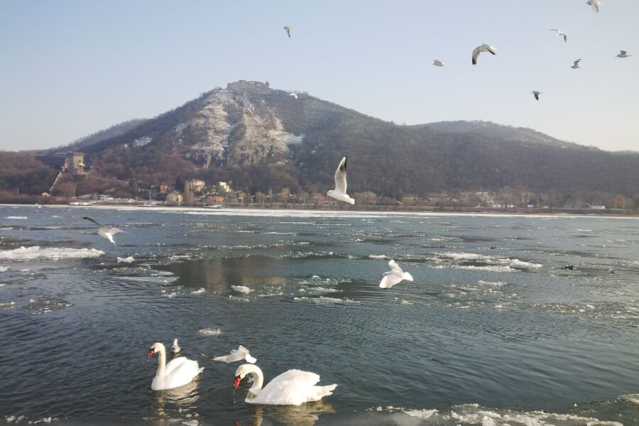 Frozen danube river