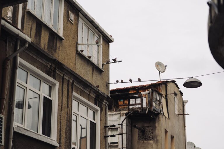 Homing pigeon message