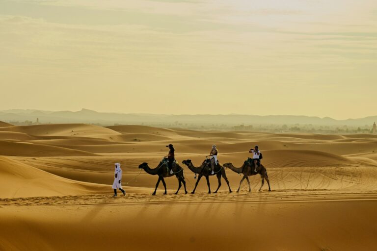 Desert caravan camels