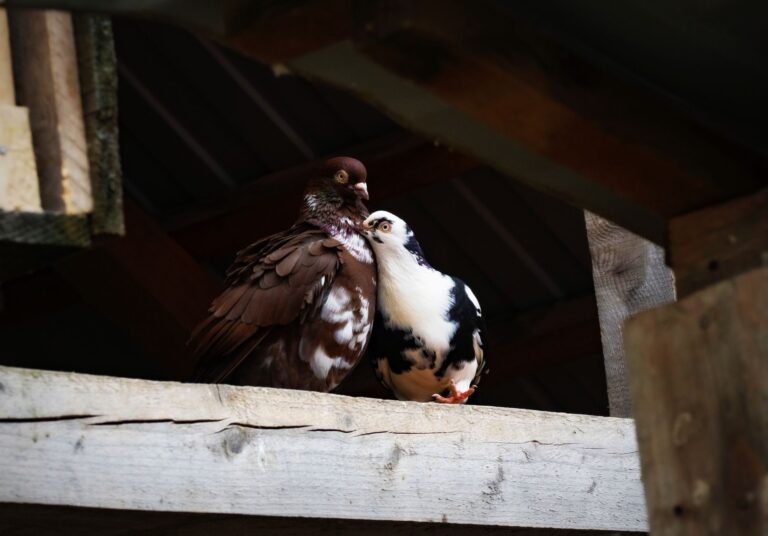 Pigeon loft wooden