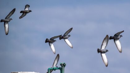 How carrier pigeons really worked and why armies trusted them for vital messages