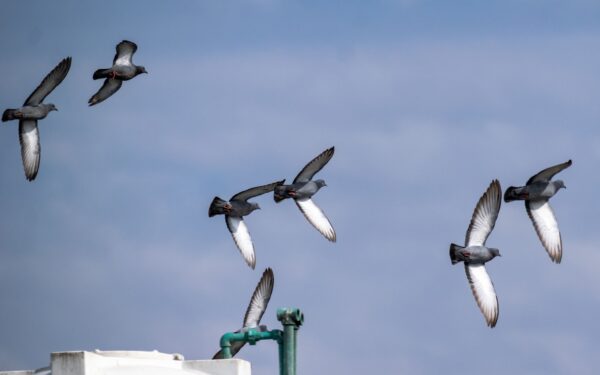 How carrier pigeons really worked and why armies trusted them for vital messages