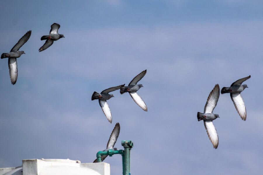 Homing pigeon flying