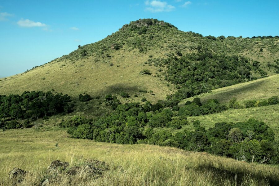 Kenya forest hills