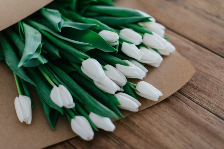 Tulip bulbs close