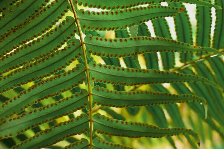 Asian fern rhizome