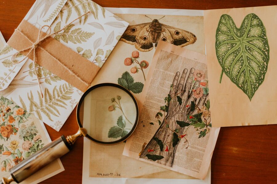 Old botanical cotton