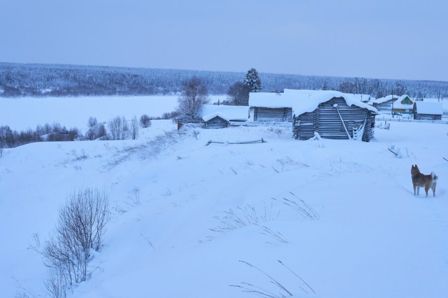 Village dog snow